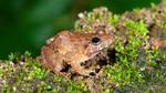 The species was discovered during a decade-long comprehensive study on a large group of Minervaryan frogs and has been named Minervarya pentali. (Systematics Labs, DU) The species was discovered during a decade-long comprehensive study on a large group of Minervaryan frogs and has been named Minervarya pentali. (Systematics Labs, DU)