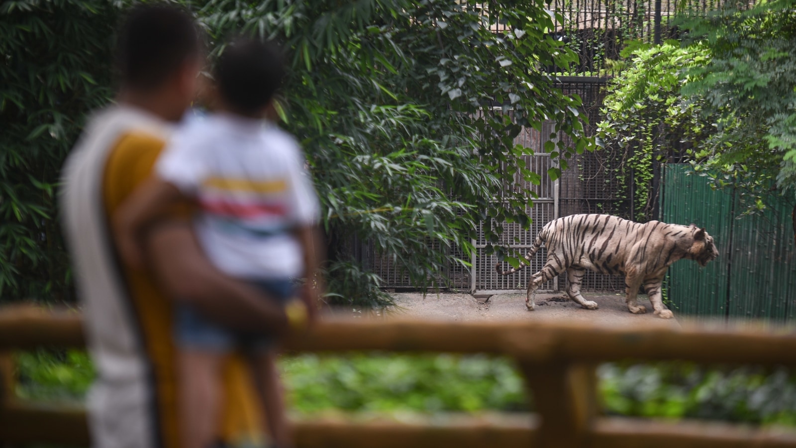 Over 2,500 turn up as Delhi zoo opens after three months Latest News