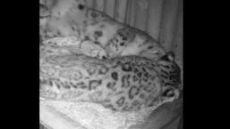 The image shows snow leopards Jessie and Panja.