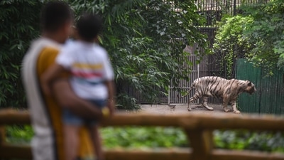 The Delhi zoo reopened on April 1 this year, after being shut for nearly a year since the pandemic broke out in the national capital in March last year, but was closed two weeks later. (Photo by Sanchit Khanna/ Hindustan Times) (Sanchit Khanna/HT PHOTO)