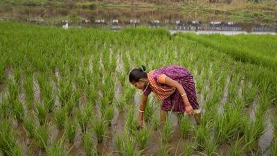 Experts believe that the next couple of weeks are going to be crucial as most of Kharif sowing should get completed by mid-August. (AP File) Experts believe that the next couple of weeks are going to be crucial as most of Kharif sowing should get completed by mid-August. (AP File)