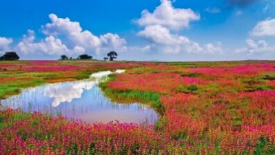 Kaas Plateau, Maharashtra: Some people call this Switzerland of Western India or Maharashtra's Valley of Flowers. The rare purple-blue wildflowers bloom every seven years making the valley look even more mesmerizing. The best time to visit this place is between late August to September.  (Instagram/@arindam_bhattacharya_wildlife)