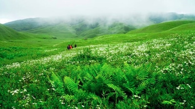 Dzukou Valley, Nagaland: Located in the Northeastern state of Nagaland, Dzukou Valley is not known by many. This place is famous among trekkers who love exploring less crowded places. In this valley, you can catch a sight of the rare Dzukou white and pink lilies, euphorbias, and many other species of flowers. The best time to visit this place is between June to September. (Instagram/@tour_compass)