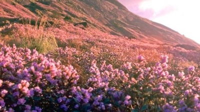 Munnar Valley, Kerala: Located 1600 m above sea level, this famous tourist destination in Kerela is home to a very unique flower, Neelakurinji, which occurs once every 12 years. The best time to visit this place is between August to October. (Instagram/@authenticindiatours)