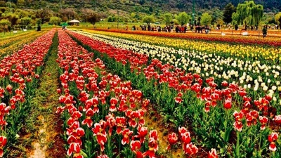 Tulip Garden, Kashmir: Tulip Garden is home to a variety of flower species like hyacinths, narcissus, daffodils, muscaria, iris and a variety of tulips. This place attracts a lot of tourists every year for its unique flowers. The best time to visit this place is between March to April. (Instagram/@travelwithsowmya_natz)