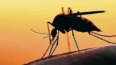 A 50-year-old woman was found positive with the Zika virus in Belsar village in Pune's Purandar tehsil. (HT Photo)