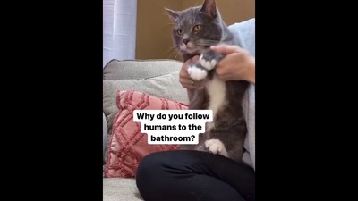 The image shows Figgy the cat. (Instagram/@figgythefeline) The image shows Figgy the cat. (Instagram/@figgythefeline)