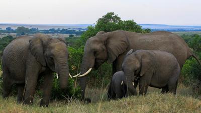 204 humans were killed in elephant attacks across Chhattisgarh in the last three years, as per government records. (REUTERS Photo/Representative) 204 humans were killed in elephant attacks across Chhattisgarh in the last three years, as per government records. (REUTERS Photo/Representative)