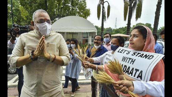 Farm laws: SAD-BSP MPs give wheat stalks to parliamentarians - Hindustan  Times