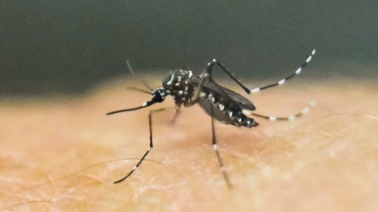 Centre rushes team to Maharashtra over Zika virus situation (Representative image)