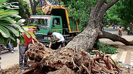 1395 trees, some of which were planted between 1920 and 1935, when New Delhi was being built, died or uprooted between 2015 and July 20 this year. sourced