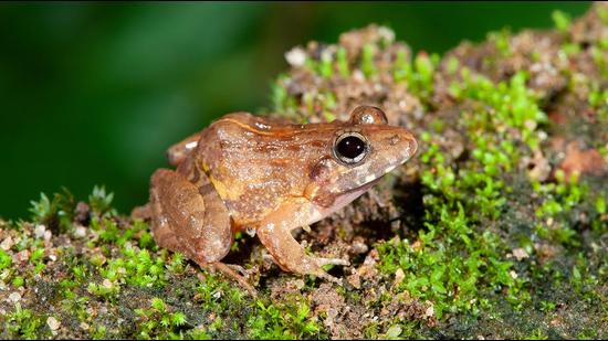 DU researcher discovers new species of frogs, names it after former VC