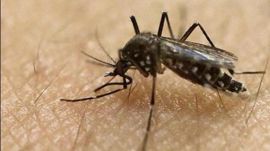 A file photo, a female Aedes aegypti mosquito, known to be a carrier of the Zika virus. (AP)