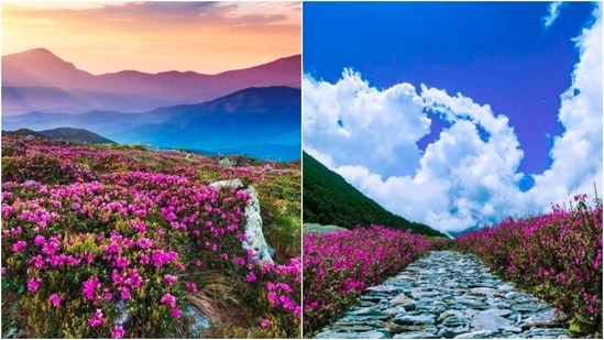 Valley of Flowers, Uttarakhand: This UNESCO World Heritage site in the middle of Bhyundar Valley in the western part of the Himalayas is one of the most picturesque flower valleys in India. If you love flowers, you need to plan a trek to this valley to catch a view of the rare flowers.(Instagram/@trekjunky_)