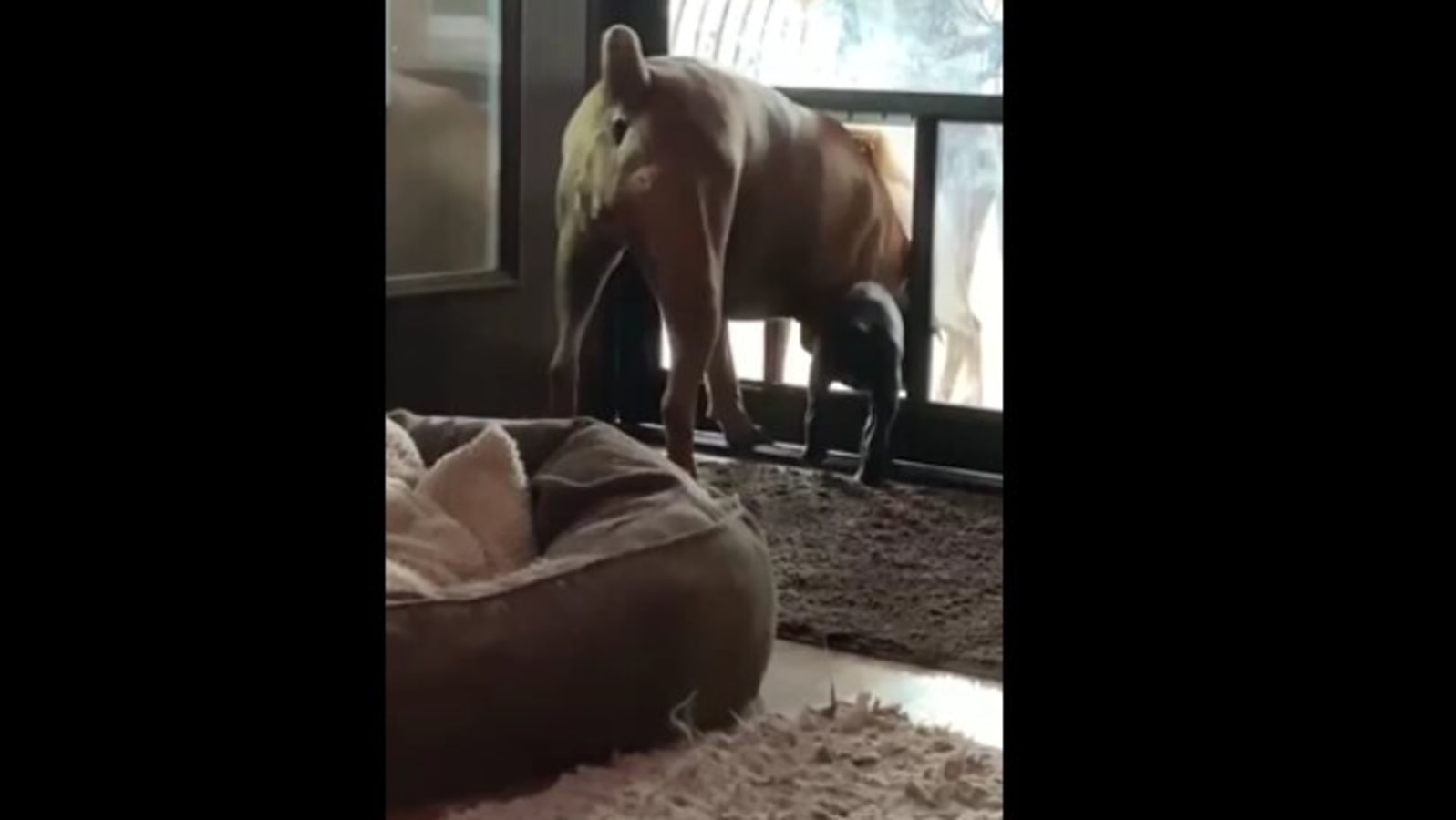 Little pup gets helped by elder doggo siblings while getting through doggy door. Watch