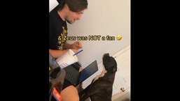 The image shows Zeus the dog showing his discontent. The image shows Zeus the dog showing his discontent.