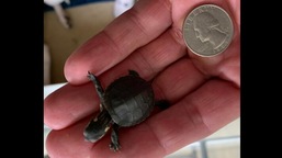 The image shows one of the hatched turtles. The image shows one of the hatched turtles.