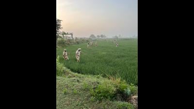 Police personnel combing the fields near the India-Pakistan border in Punjab. Police personnel combing the fields near the India-Pakistan border in Punjab.