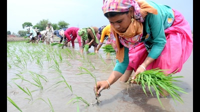 Officials said the Haryana government’s cash incentive scheme for diversification has yielded good results, encouraging farmers to shift from water-guzzler paddy to other crops. (HT Photo) Officials said the Haryana government’s cash incentive scheme for diversification has yielded good results, encouraging farmers to shift from water-guzzler paddy to other crops. (HT Photo)