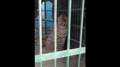 The trapped leopard (HT )