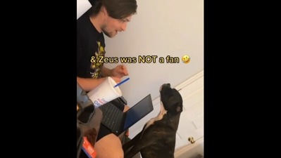 The image shows Zeus the dog showing his discontent. (Instagram/@the_mutt_dog)