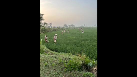 Police personnel combing the fields near the India-Pakistan border in Punjab.