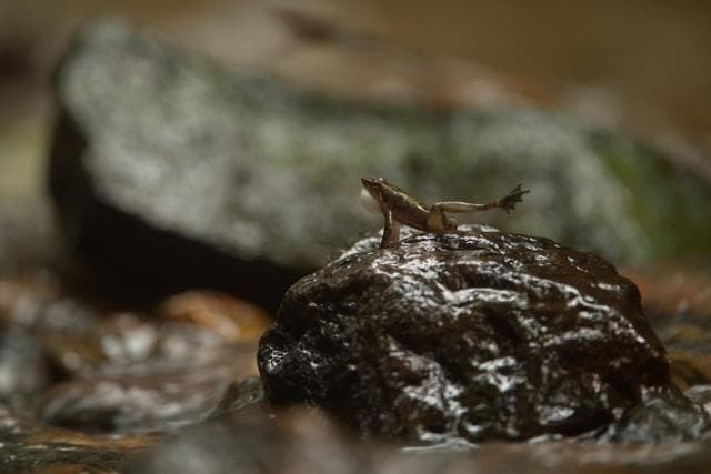 Varma has seen torrential rain help life flourish when its occurs as it’s meant to, as with the dancing frogs (above) of the Western Ghats. Recently, in Rajasthan, he saw hail destroy birds’ nests and unseasonal rain disrupt frogs’ nests. (Kalyan Varma) Varma has seen torrential rain help life flourish when its occurs as it’s meant to, as with the dancing frogs (above) of the Western Ghats. Recently, in Rajasthan, he saw hail destroy birds’ nests and unseasonal rain disrupt frogs’ nests. (Kalyan Varma)