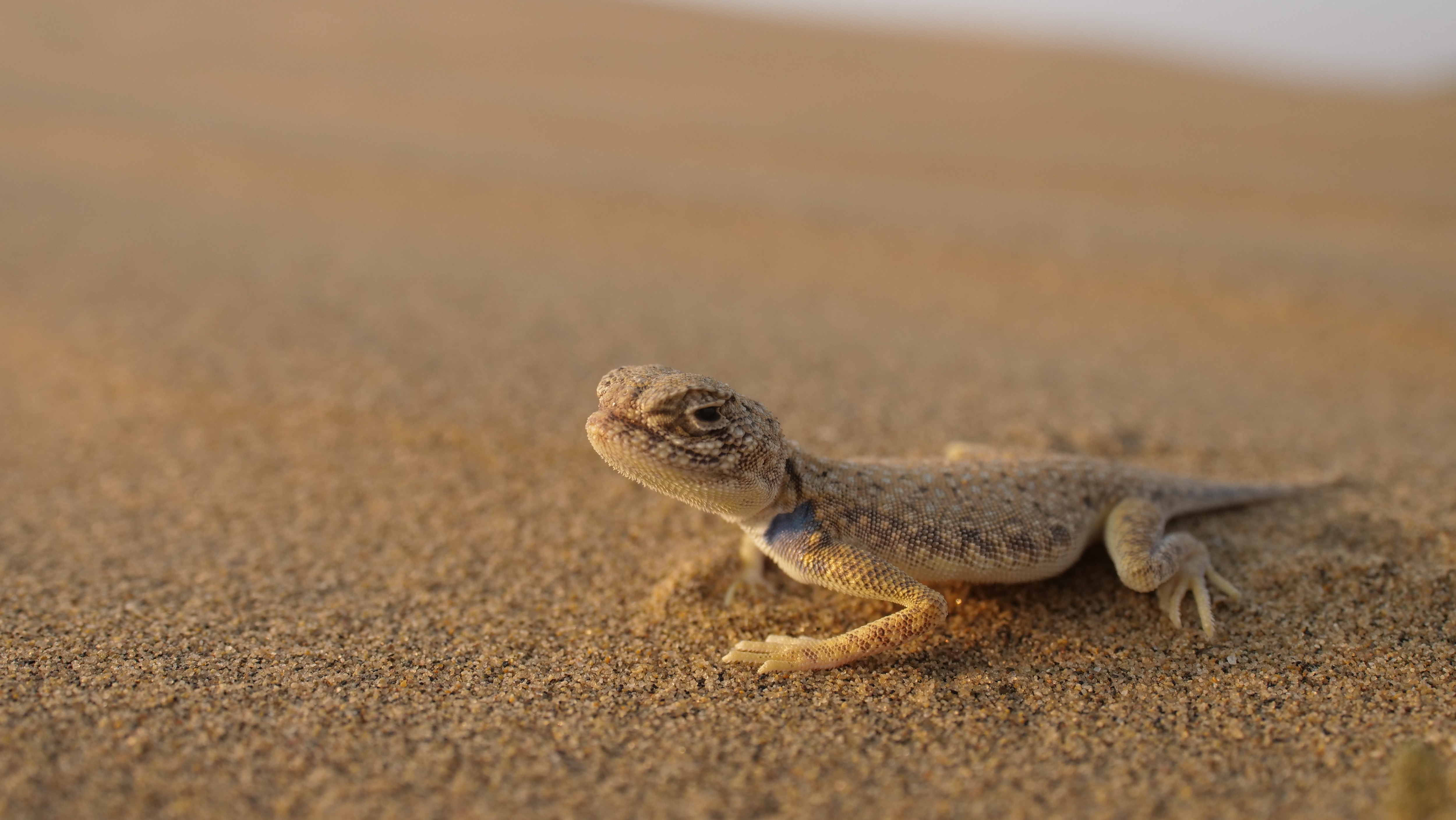 To shoot the rare Rajasthan toad-headed lizard, he had to lie on the ground for hours in scorching sun. ‘It’s so hot, cameras tend to shut down, so it’s always good to travel with more than one camera body,’ he says. (Pradeep Hegde) To shoot the rare Rajasthan toad-headed lizard, he had to lie on the ground for hours in scorching sun. ‘It’s so hot, cameras tend to shut down, so it’s always good to travel with more than one camera body,’ he says. (Pradeep Hegde)