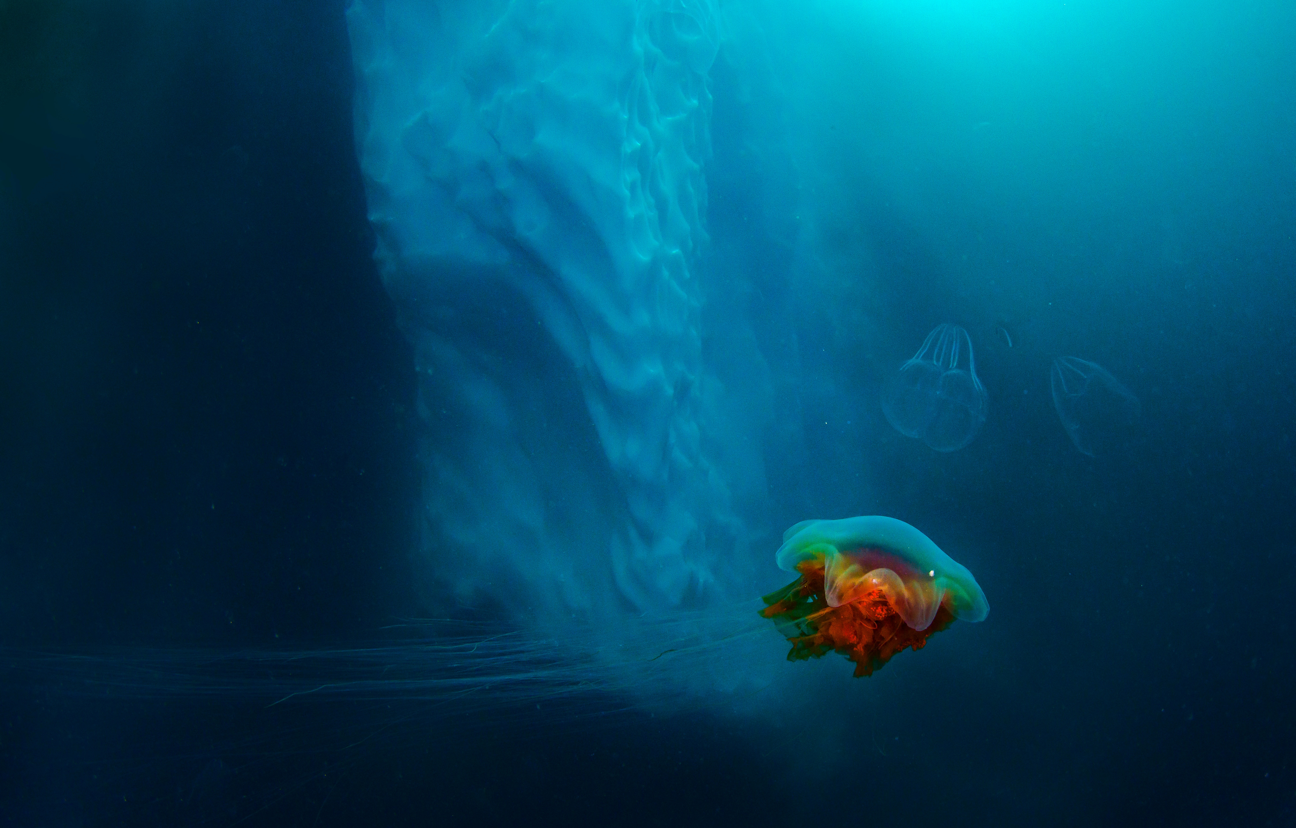 Alien-looking creatures reveal themselves in ice-covered oceans, like this giant lion’s mane jellyfish with tentacles 100 ft long and (below) the stick-like translucent ghost shrimp in Greenland. (Dhritiman Mukherjee) Alien-looking creatures reveal themselves in ice-covered oceans, like this giant lion’s mane jellyfish with tentacles 100 ft long and (below) the stick-like translucent ghost shrimp in Greenland. (Dhritiman Mukherjee)