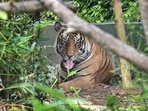Bhubaneswar's Nandankandan Zoological Park has reopened after a gap of 94 days today.