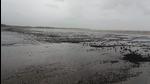 Tarballs at Wadhavan beach. (Sunil Kumar Raut/HT Photo)