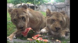 The image shows lions of the Oregon zoo having watermelons.