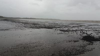 Tarballs at Wadhavan beach. (Sunil Kumar Raut/HT Photo) Tarballs at Wadhavan beach. (Sunil Kumar Raut/HT Photo)