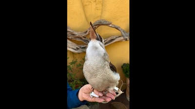 The image taken from the clip on Instagram shows a Kookaburra bird,. (Instagram/@sandiegozoo)