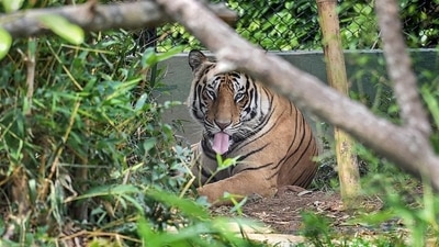 Bhubaneswar's Nandankandan Zoological Park has reopened after a gap of 94 days today. (Swapan Mahapatra/PTI)