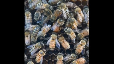 The image shows a queen bee laying an egg. (Instagram/@texasbeeworks)