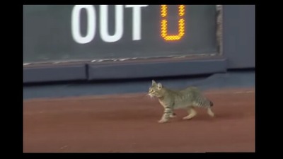 The image shows the feline that came inside the Yankee stadium. (YouTube/@MLB)