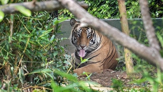 Bhubaneswar's Nandankandan Zoological Park has reopened after a gap of 94 days today.(Swapan Mahapatra/PTI)