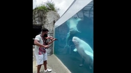 The image shows some beluga whales listening to the violin performance by Big Lux.