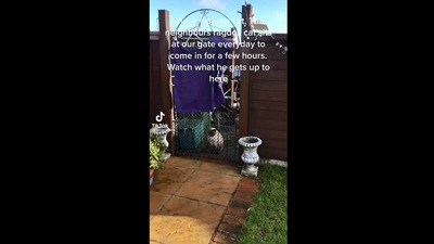 The image shows the cat who visits neighbour's house. (Screengrab)