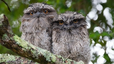 Owls are considered bad omens in Egypt. They are viewed as harbingers of bad luck, not only among Egyptians but also in many parts of the world. (Unsplash) Owls are considered bad omens in Egypt. They are viewed as harbingers of bad luck, not only among Egyptians but also in many parts of the world. (Unsplash)