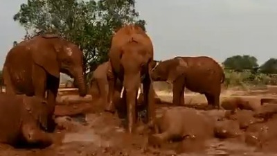 The sweet video of the elephants may leave you happy. (Twitter/@SheldrickTrust)