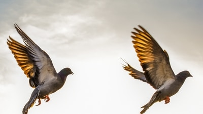 In Russia, it is believed that if a bird poops on you or your property then you will get lucky with wealth. (Unsplash) In Russia, it is believed that if a bird poops on you or your property then you will get lucky with wealth. (Unsplash)
