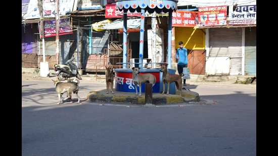 stray dogs in Prayagraj. (HTphoto)