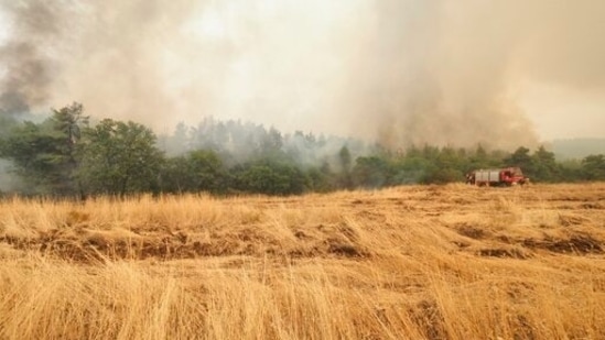 A wildfire burns a forest near Kechries village on the island of Evia, about 144 kilometers (90 miles) north of Athens, Greece. (AP Photo/Thodoris Nikolaou)