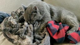 The image shows a cat sitting on a blanket.