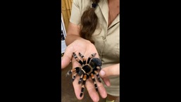 The image shows the woman holding a tarantula.