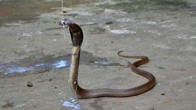 Snakebite is a neglected public health issue, largely affecting the poor. Snakebite is a neglected public health issue, largely affecting the poor.