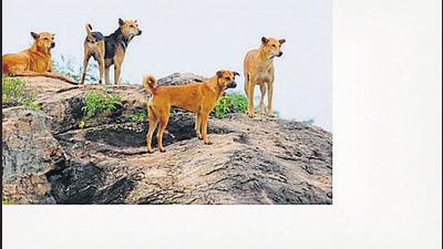 In similar incidents, stray dogs mauled to death two infants in Dayalpur village in Behat area of the district in June 2019. (HT file)