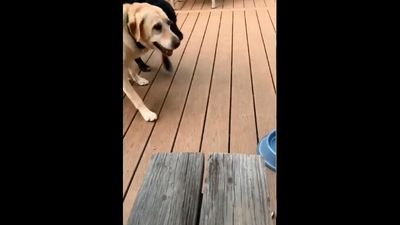The image shows the dogs bringing the gift. (Reddit/@Pedrica1)
